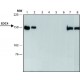 ANTI- EDC4 (C-TERMINAL), ANTIBODY PRODU& ~1.0 mg/mL, affinity isolated antibody,
