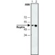 Monoclonal Anti-Reptin antibody produced in mouse, ~1.0 mg/mL, clone 2E9-5, purified immunoglobulin,