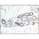Monoclonal Anti-Ephrin-B2 antibody produced in mouse, ~1.0 mg/mL, clone EFR-163M, purified immunoglobulin,