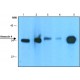 MONOCLONAL ANTI-ANNEXIN 4, ANTIBODY PRO& ~1.5 mg/mL, clone ANX47, purified immunoglobulin,