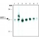 MONOCLONAL ANTI-OSTF1, ANTIBODY PRODUCE& ~1.5 mg/mL, clone OSTF1, affinity isolated antibody,