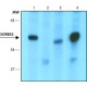 Monoclonal Anti-SORBS3 antibody produced in mouse, ~1.0 mg/mL, clone SORB132, purified immunoglobulin,