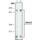 Monoclonal Anti-Notch3 antibody produced in rat, ~1.0 mg/mL, clone, purified immunoglobulin,