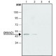 ANTI-DYX1C1, ANTIBODY PRODUCED IN RAB& ~1.5 mg/mL, affinity isolated antibody,