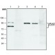 ANTI-PHOSPHOLIPASE A2 (IPLA2), PRODUCED& ~1.5 mg/mL, affinity isolated antibody,