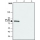 ANTI-PHOSPHOLIPASE A2 (IPLA2) (C-TERMIN& ~1.5 mg/mL, affinity isolated antibody,