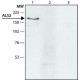 ANTI-ALS2, ANTIBODY PRODUCED IN RABBIT& ~1.5 mg/mL, affinity isolated antibody,