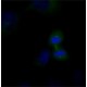 ANTI-AMSH/STAMBP, ANTIBODY PRODUCED IN & ~1.0 mg/mL, affinity isolated antibody,