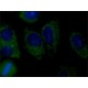 ANTI-AMSH-LP /STAMBPL1, ANTIBODY PRODUC& ~1.0 mg/mL, affinity isolated antibody,