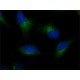 ANTI-AMSH-LP /STAMBPL1 (C-TERMINAL)& ~1 mg/mL, affinity isolated antibody,