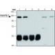 ANTI-IMPORTIN 7 (C-TERMINAL), ANTIBODY& ~1.0 mg/mL, affinity isolated antibody,