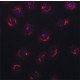 ANTI-NUCB2 (N-TERMINAL) ~1.5 mg/mL, affinity isolated antibody, buffered aqueous solution,