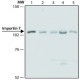 ANTI-IMPORTIN 7 (N-TERMINAL), ANTIBODY& ~1.0 mg/mL, affinity isolated antibody,