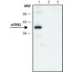 Monoclonal Anti-TIN2 antibody produced in mouse, clone MT-28, ~1 mg/mL, purified immunoglobulin,