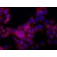 ANTI-ALS2CL (N-TERMINAL), ANTIBODY PROD& ~1.5 mg/mL, affinity isolated antibody,