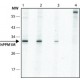 ANTI-PPM1M (C-TERMINAL), ANTIBODY PROD& ~1.0 mg/mL, affinity isolated antibody,