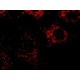 Monoclonal Anti-PMP70 antibody produced in mouse, ~1.0 mg/mL, clone 70-18, purified immunoglobulin,
