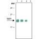 Monoclonal Anti-Glyoxalase I antibody produced in rat, ~1.0 mg/mL, clone Clone 6F10,