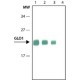 Monoclonal Anti-Glyoxalase I antibody produced in rat, ~1.0 mg/mL, clone Clone 6F10,