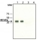 ANTI-MO25 ~2 mg/mL, affinity isolated antibody, buffered aqueous solution,