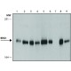 Monoclonal Anti-Brg1 antibody produced in rat, ~1.0 mg/mL, clone 5B7, purified immunoglobulin,