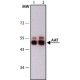 Monoclonal Anti-Alpha-1-Antitrypsin (AAT) antibody produced in mouse, ~1.0 mg/mL, clone 1C2, purified immunoglobulin,