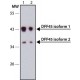 Monoclonal Anti-DFF45 antibody produced in mouse, ~1.0 mg/mL, clone 3F12, purified immunoglobulin,