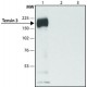 ANTI-TENSIN 3 (C-TERMINAL), ANTIBODY PR& ~1.0 mg/mL, affinity isolated antibody,