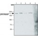 ANTI-P190-B RHOGAP (C-TERMINAL REGION) ~1.5 mg/mL, affinity isolated antibody, buffered aqueous solution,