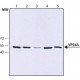Monoclonal Anti-VPS4A antibody produced in mouse, ~1.0 mg/mL, clone VPS4-110, purified immunoglobulin,