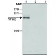 ANTI-PIP5K3 (N-TERMINAL) ~1.5 mg/mL, affinity isolated antibody, buffered aqueous solution,