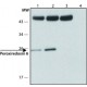 ANTI-PEROXIREDOXIN 6 (C-TERMINAL) ~1.0 mg/mL, affinity isolated antibody, buffered aqueous solution,