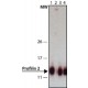 ANTI-PROFILIN 2 (C-TERMINAL) IgG fraction of antiserum, buffered aqueous solution,
