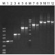 JUMPSTART TAQ READYMIX Complete optimized reagent for hot-start PCR at 2X concentration,