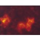 MONOCLONAL ANTI-FLAG(R) M2-CY3, ANTIBOD& clone M2, purified immunoglobulin, buffered aqueous solution (Supplied as a solution in 10 mM sodium phosphate,),