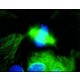 FITC CONJUGATE-GOAT ANTI-MOUSE IGG-*WHOL E MOLECULE affinity isolated antibody, buffered aqueous solution,