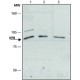 ANTI-XPB ~1 mg/mL, affinity isolated antibody, buffered aqueous solution,