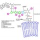 PHOSPHOLIPASE C, PHOSPHATIDYLINOSITOL-*S 