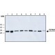 Monoclonal Anti-PSTAIR antibody produced in mouse, clone PSTAIR, ascites fluid,