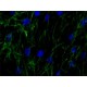 ANTI-FIBRONECTIN DEVELOPED IN RABBIT & affinity isolated antibody, buffered aqueous solution,