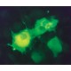 MONOCLONAL ANTI-FLAG(R) M2-FITC, ANTIBO& clone M2, purified immunoglobulin, buffered aqueous solution,