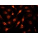 ANTI-CULLIN 3 ~1.0 mg/mL, affinity isolated antibody, buffered aqueous solution,