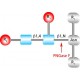 PNGASE F FROM ELIZABETHKINGIA MIRICOLA 
