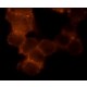 ANTI-FLOTILLIN 1-CY3, ANTIBODY PRODUC& 1.0-3.0 mg/mL, affinity isolated antibody,