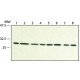 ANTI-RACK1 (N-TERMINAL) IgG fraction of antiserum, buffered aqueous solution,