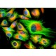 Monoclonal Anti-Cytokeratin, pan antibody produced in mouse, clone PCK-26, ascites fluid,