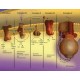CYTOCHROME C OXIDASE ASSAY KIT sufficient for 100 tests, soluble and membrane bound mitochondria,