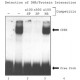 CELLYTIC PLANT CELL LYSIS/EXTRACTION*REA 