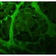 Monoclonal Anti-Collagen, Type I antibody produced in mouse, clone COL-1, ascites fluid,