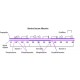 BOVINE SERUM ALBUMIN, HEAT SHOCK FRACT& heat shock fraction, pH 7, >=98%,